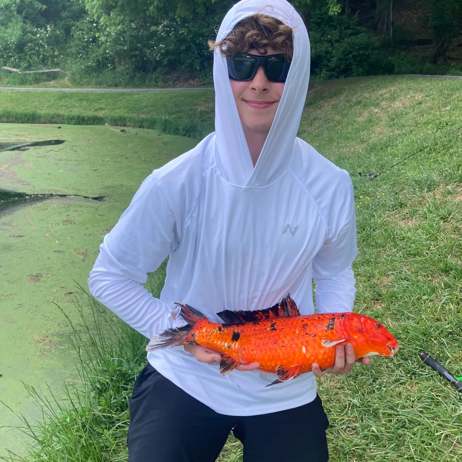 The most recent Koi carp catches on Fishbrain