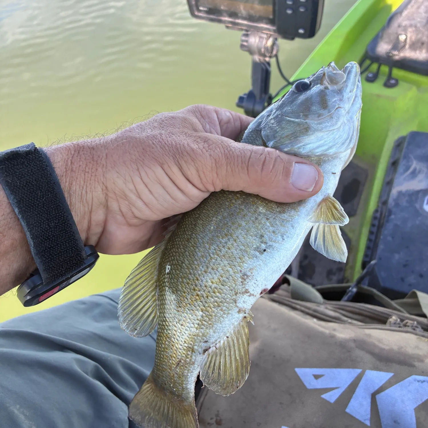 Smallmouth bass caught on Fishbrain