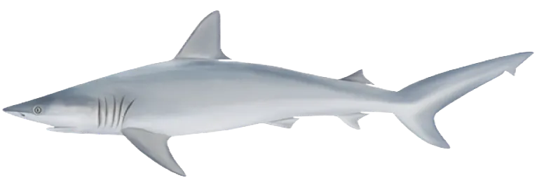 Finetooth shark