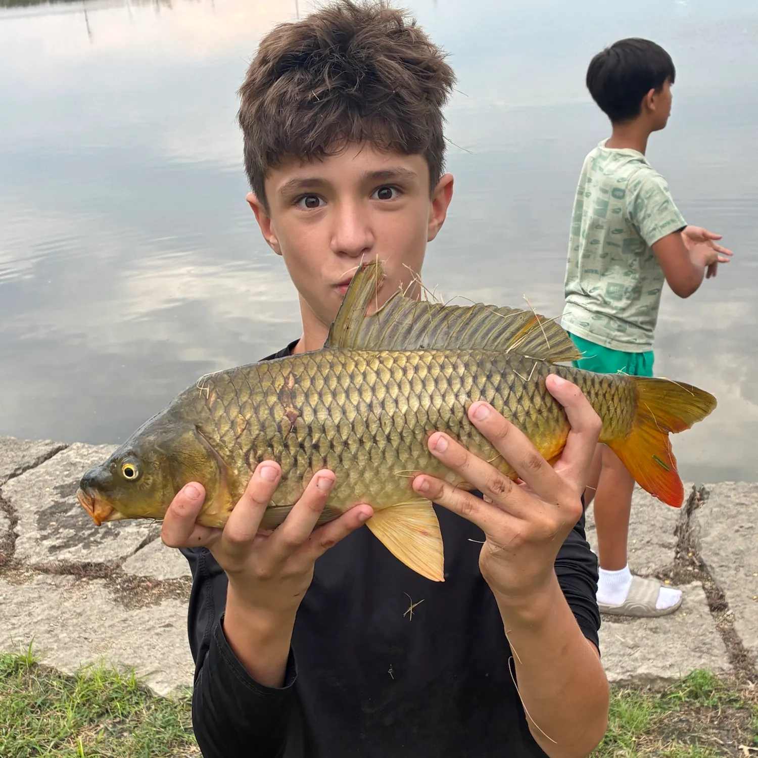 Common carp caught on Fishbrain