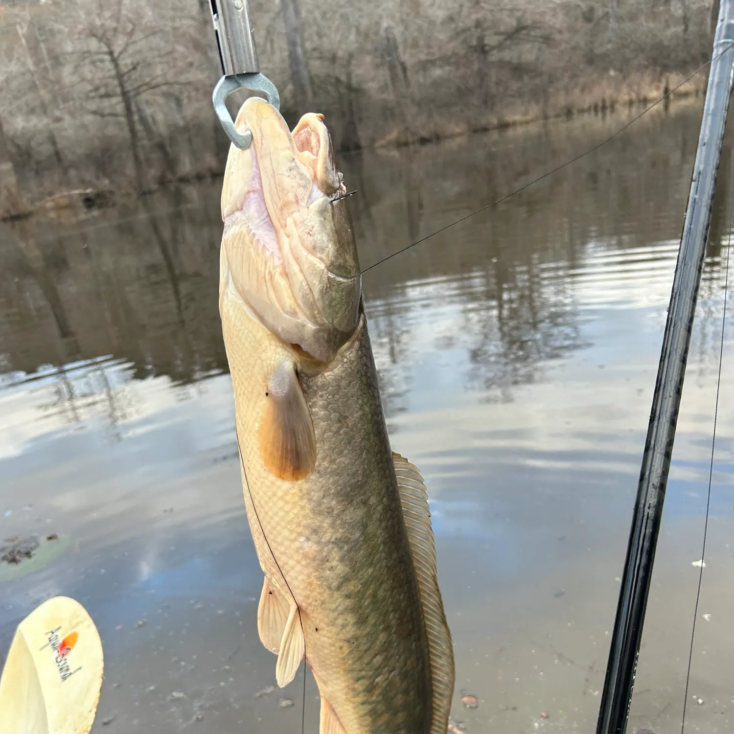 The most recent Eyetail bowfin catches on Fishbrain