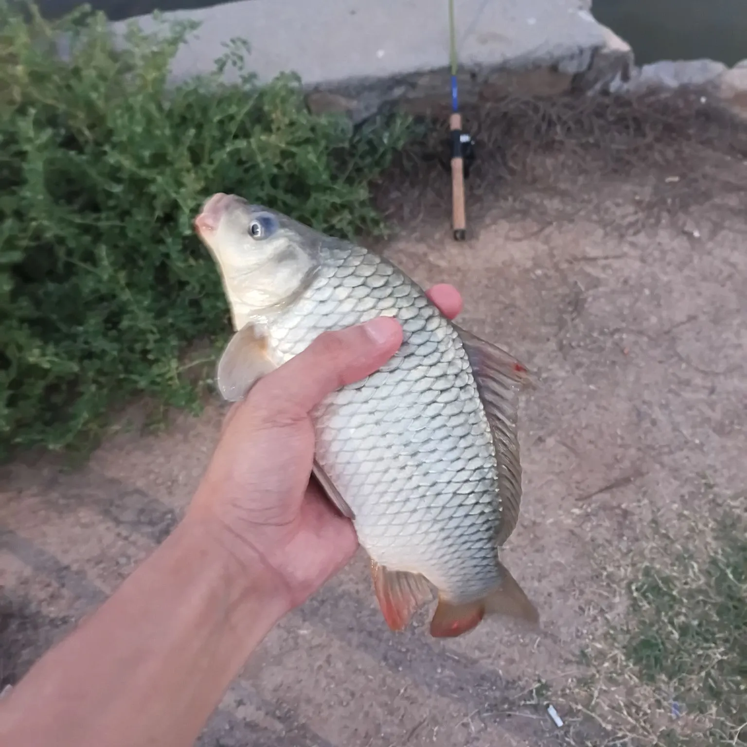 Common carp caught on Fishbrain