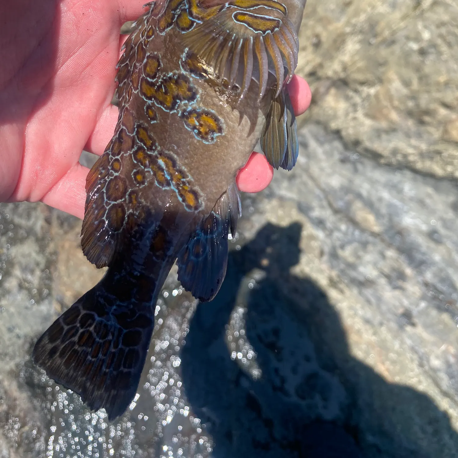 The most recent Giant hawkfish catches on Fishbrain