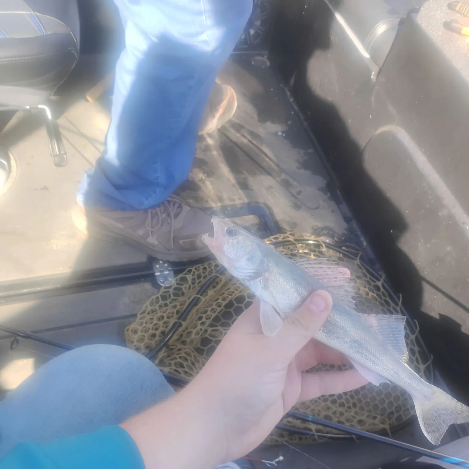 Sauger caught on Fishbrain