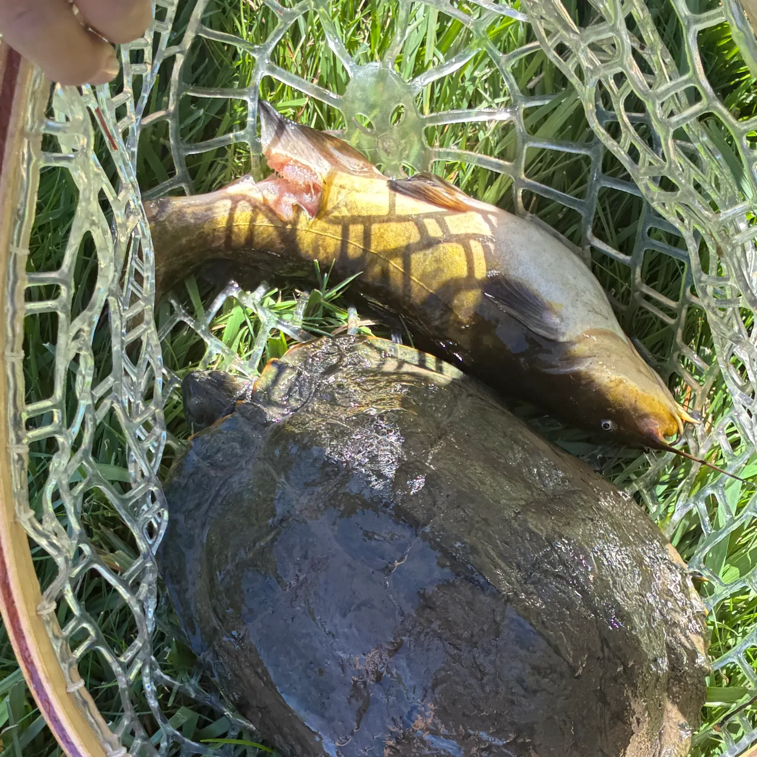 Pond slider turtle caught on Fishbrain