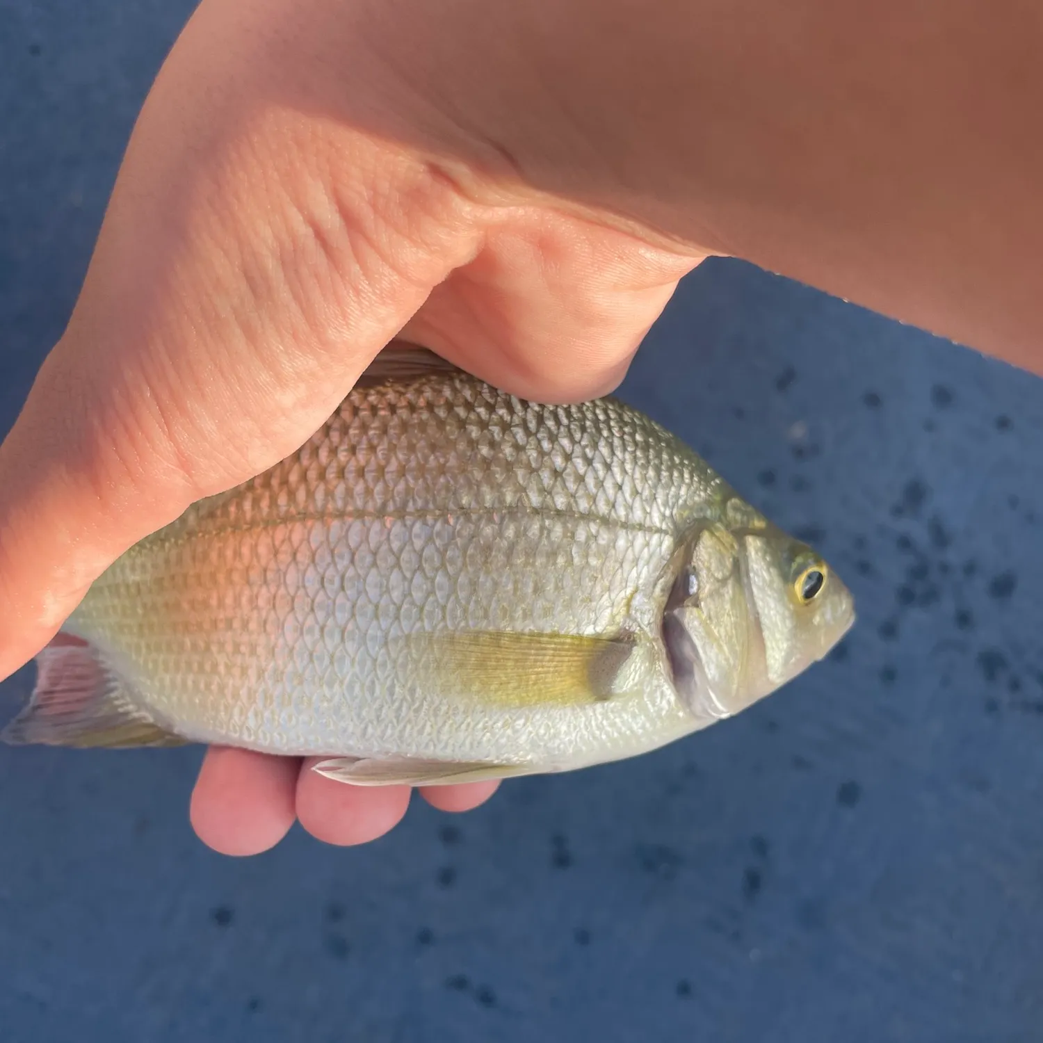 White perch caught on Fishbrain