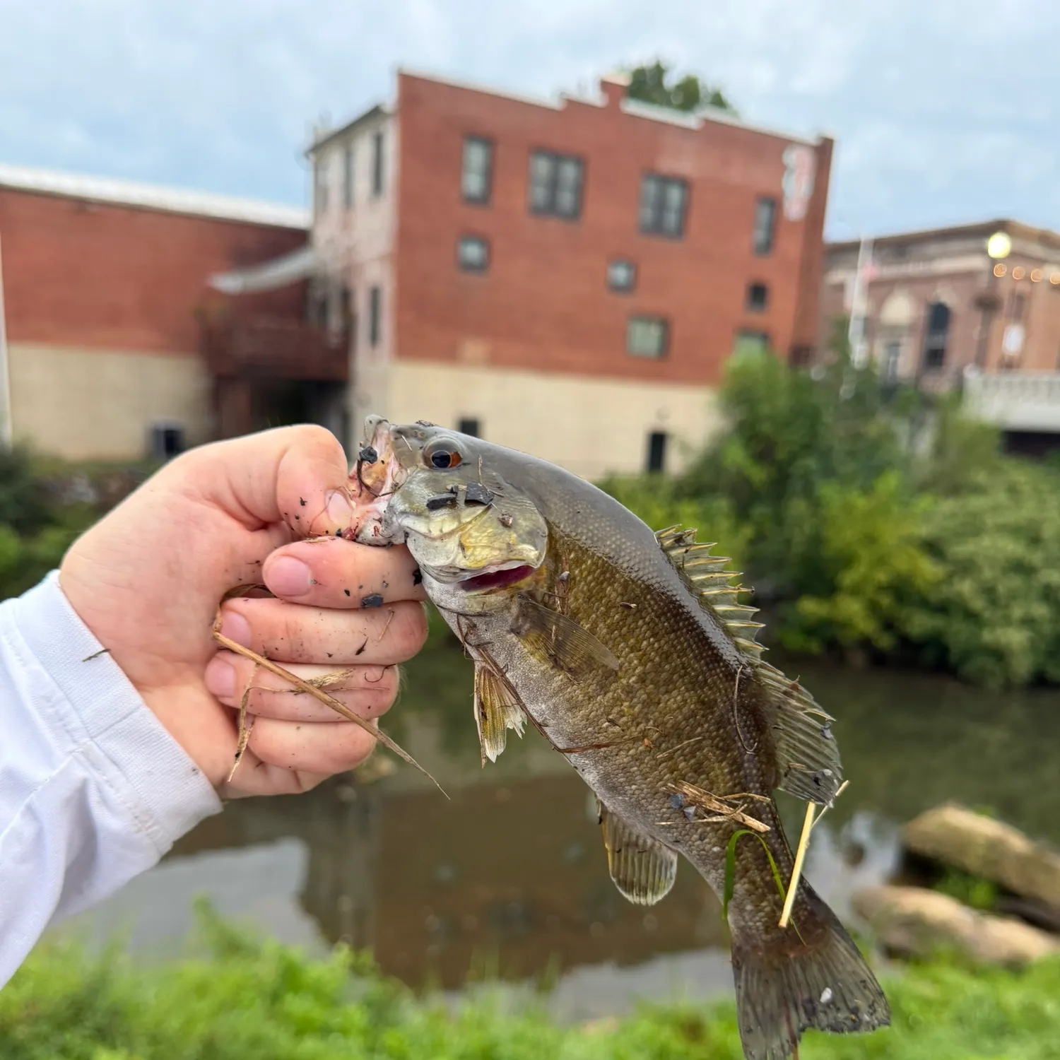 Smallmouth bass caught on Fishbrain