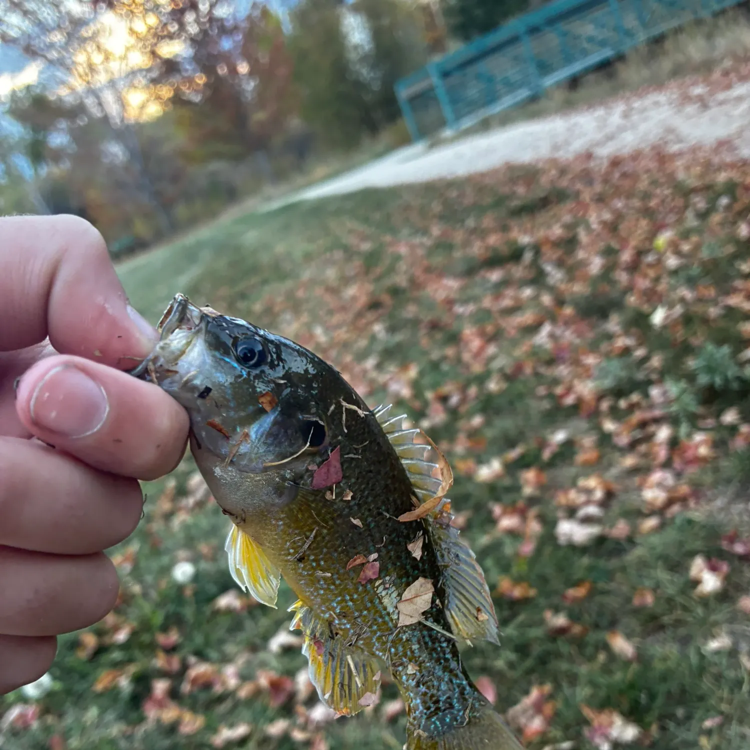 Green sunfish caught on Fishbrain