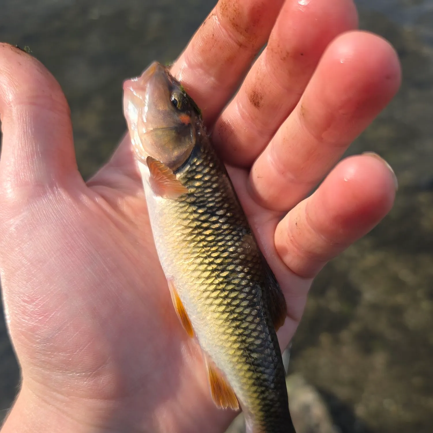 The most recent Hornyhead chub catches on Fishbrain