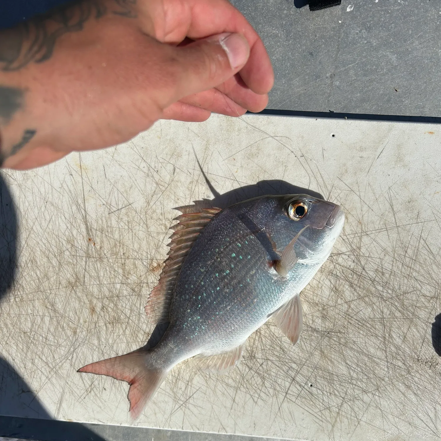 The most recent Australasian snapper catches on Fishbrain