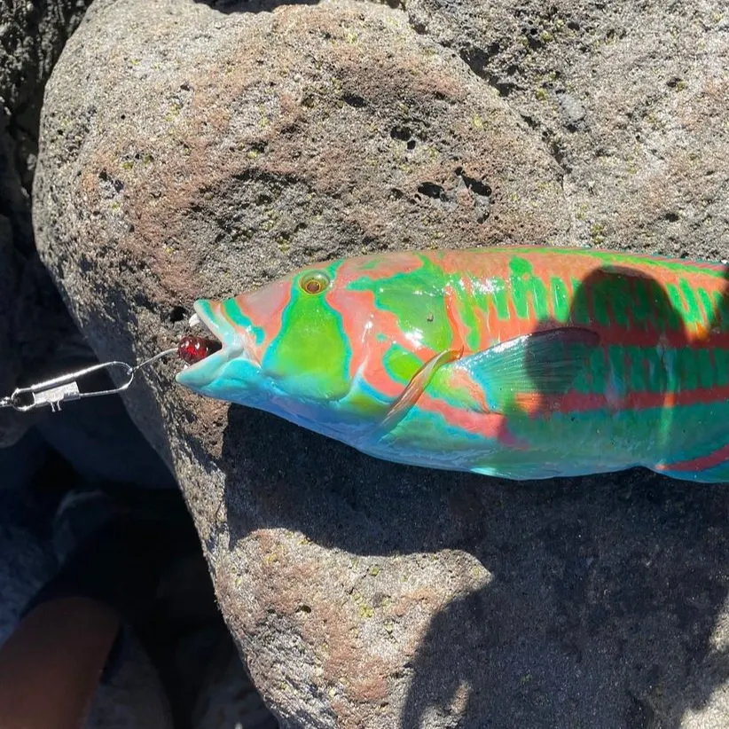 The most recent Surge wrasse catches on Fishbrain