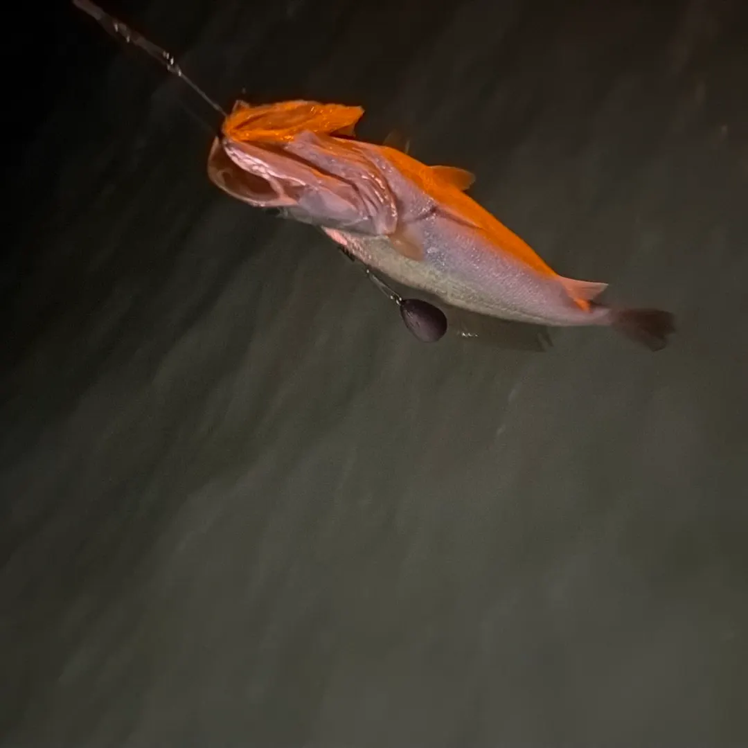 Golden rainbow trout caught on Fishbrain