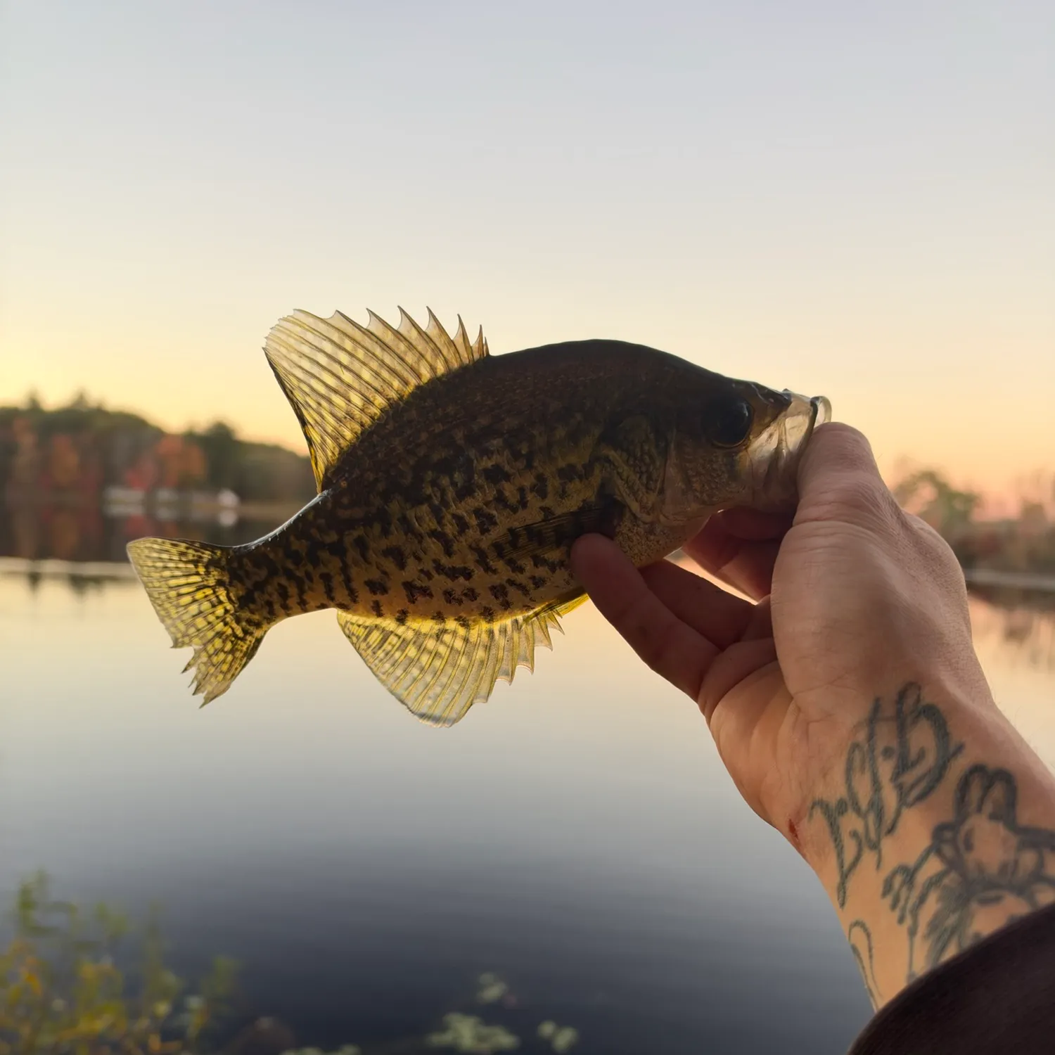 Black crappie caught on Fishbrain