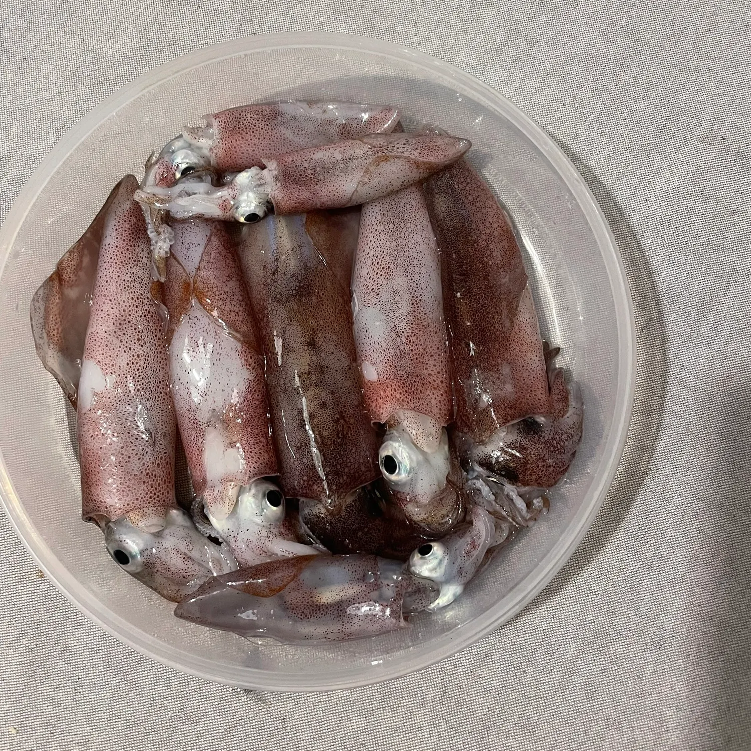 The most recent Gould's squid catches on Fishbrain