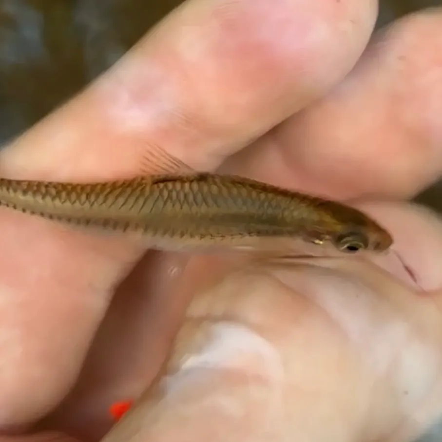The most recent Eastern blacktail shiner catches on Fishbrain
