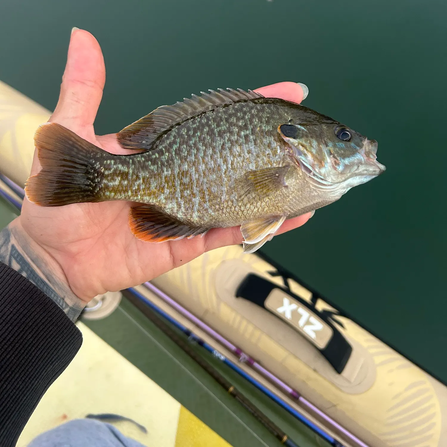 Greengill hybrid caught on Fishbrain