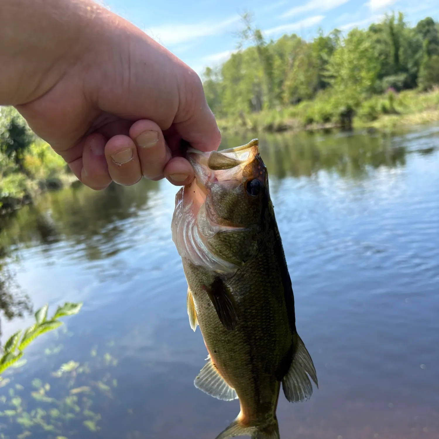 Largemouth bass caught on Fishbrain