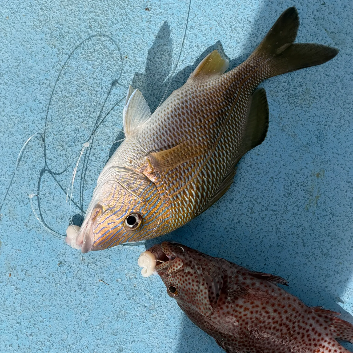 White grunt caught on Fishbrain