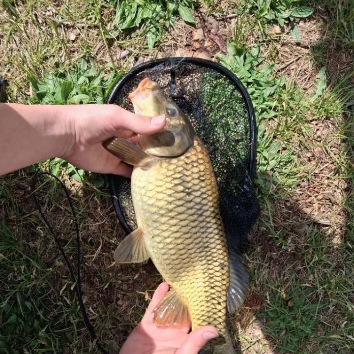 The most recent Largescale sucker catches on Fishbrain