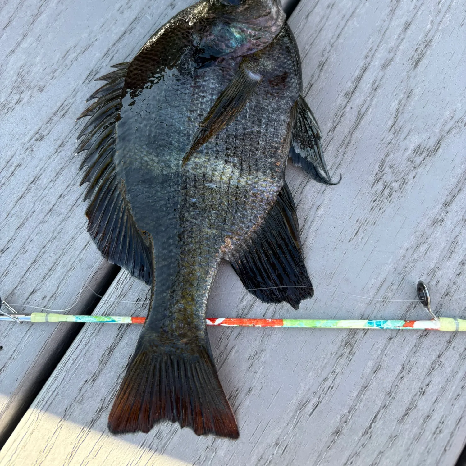 recently logged catches