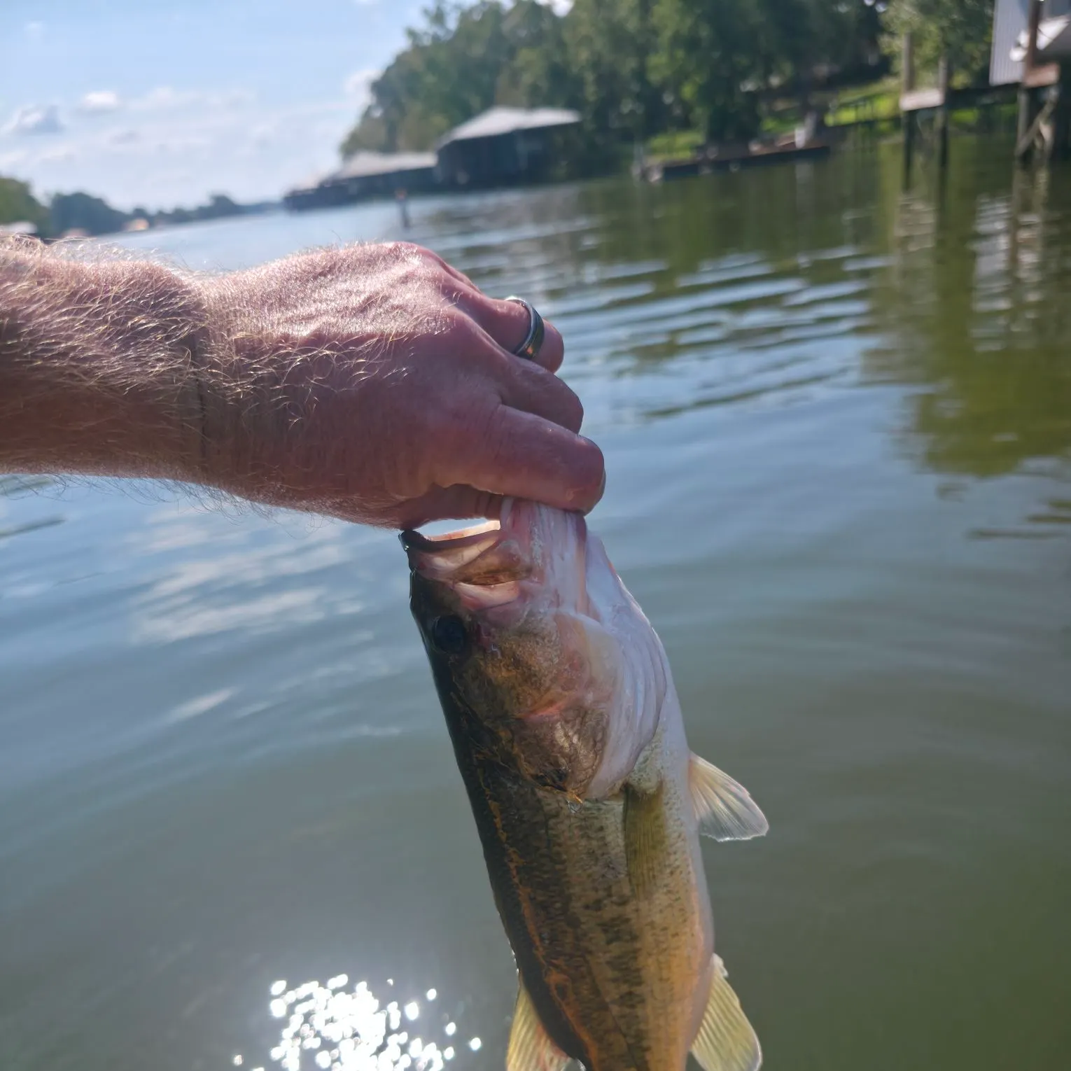 Largemouth bass caught on Fishbrain