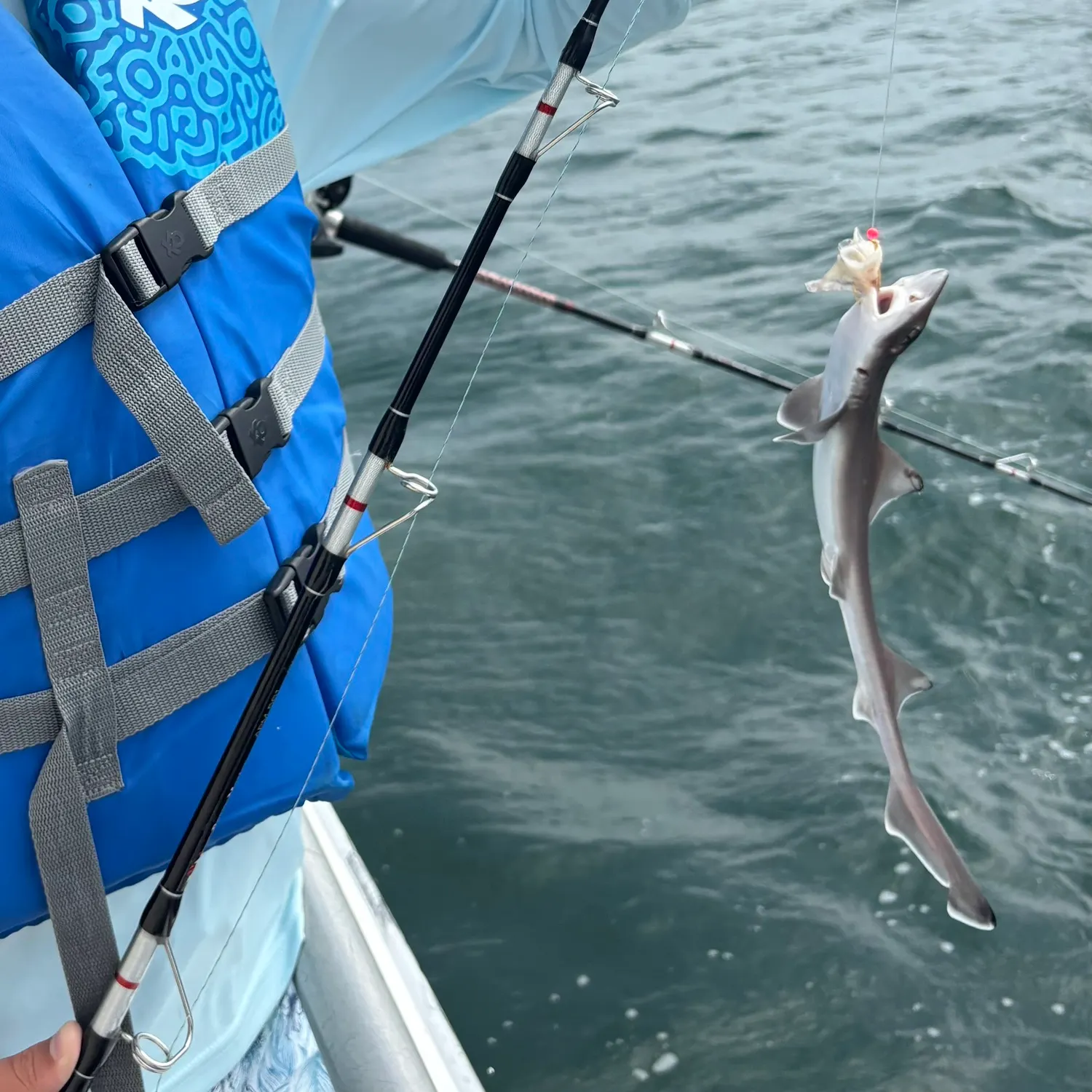 The most recent Piked dogfish catches on Fishbrain