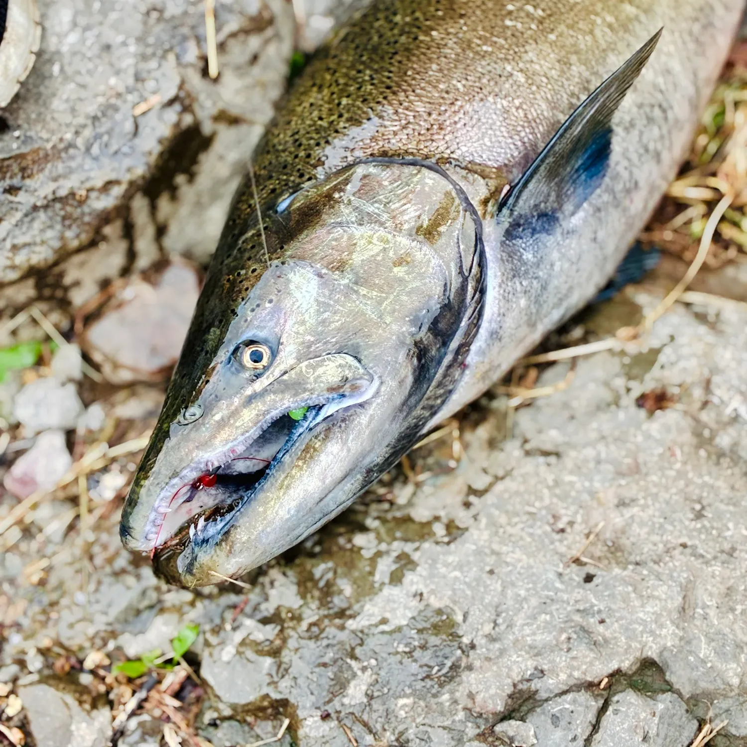 Chinook salmon caught on Fishbrain