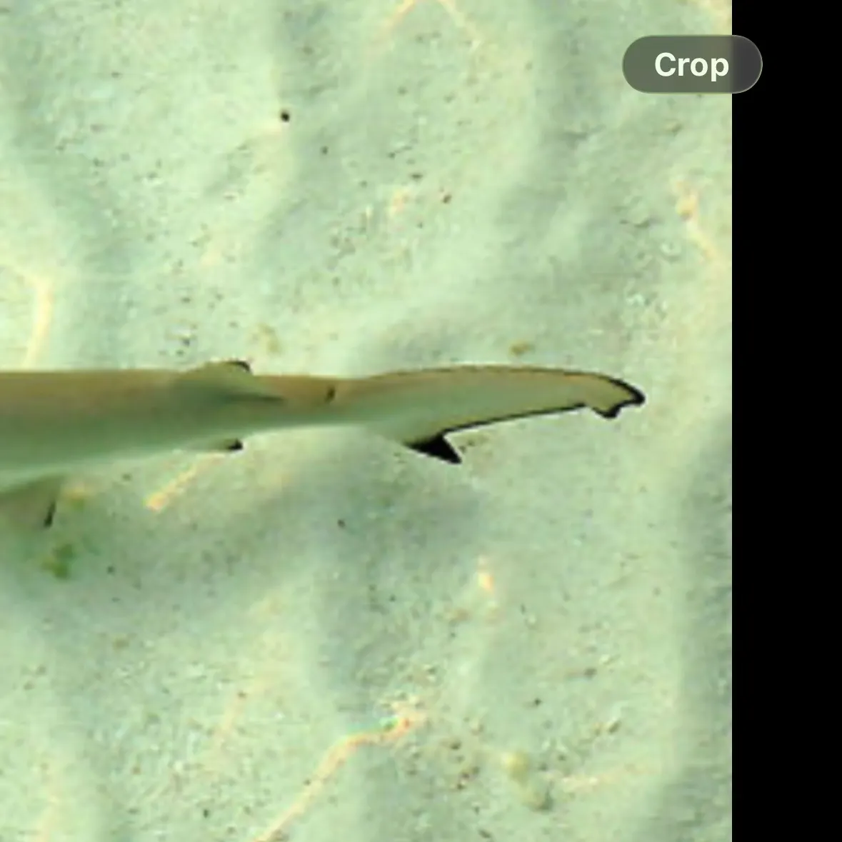 Fish caught on Fishbrain