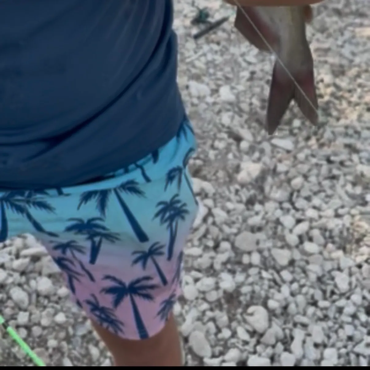 Hardhead sea catfish caught on Fishbrain
