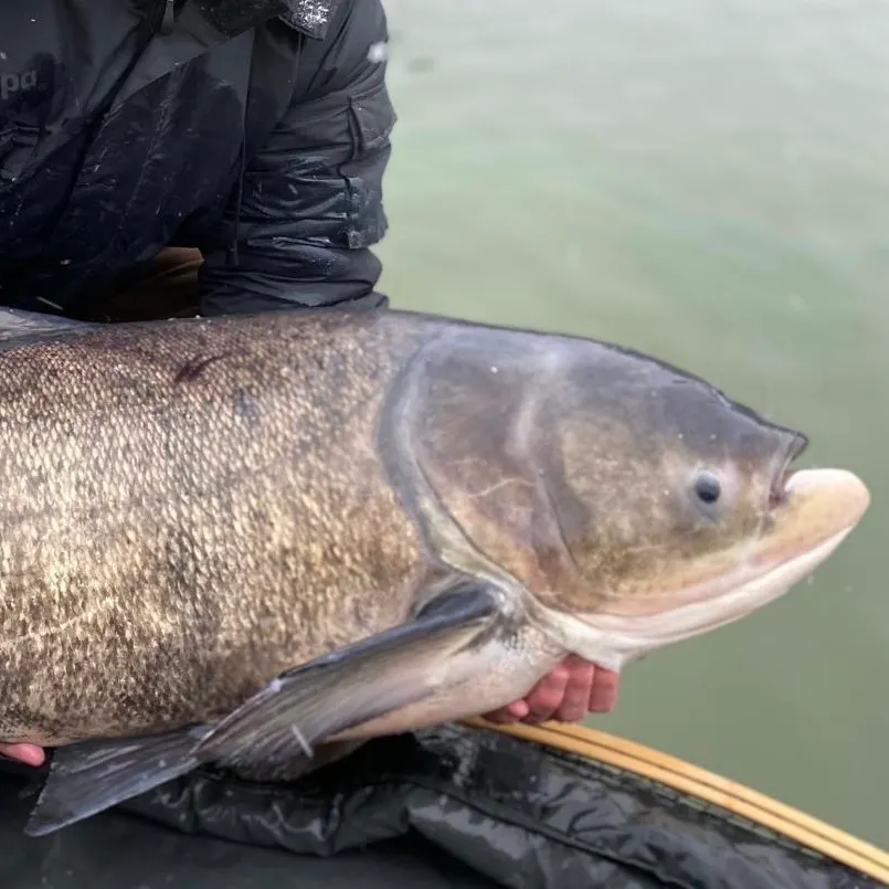 The most recent Bighead carp catches on Fishbrain