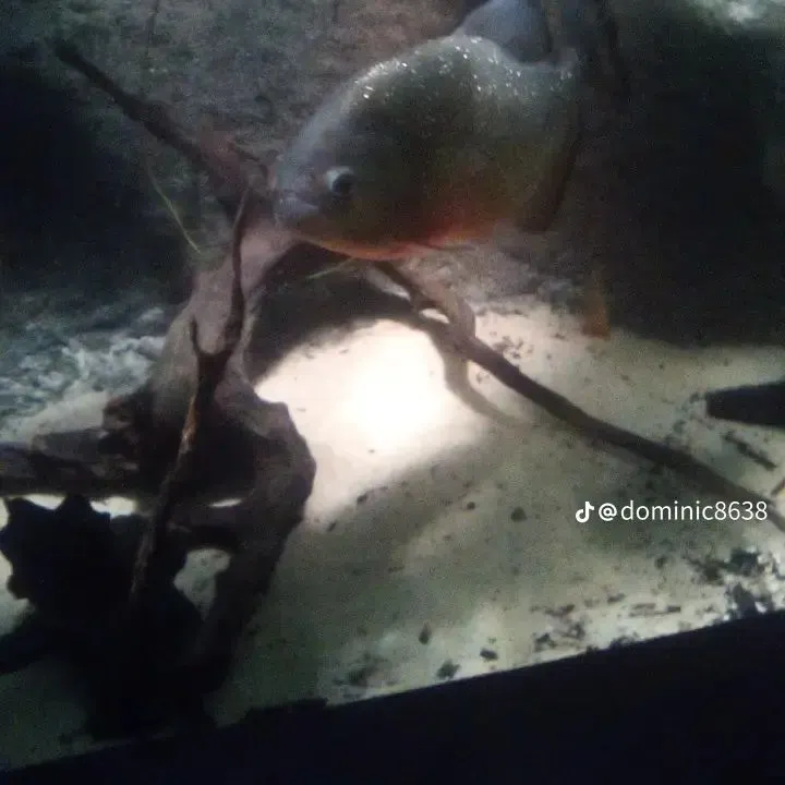 The most recent Red-bellied piranha catches on Fishbrain