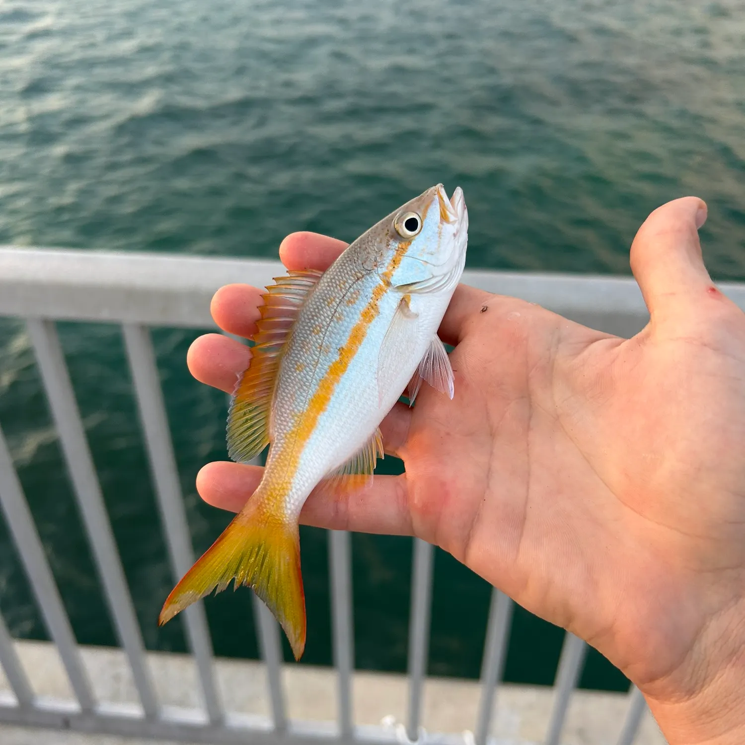 Yellowtail snapper caught on Fishbrain