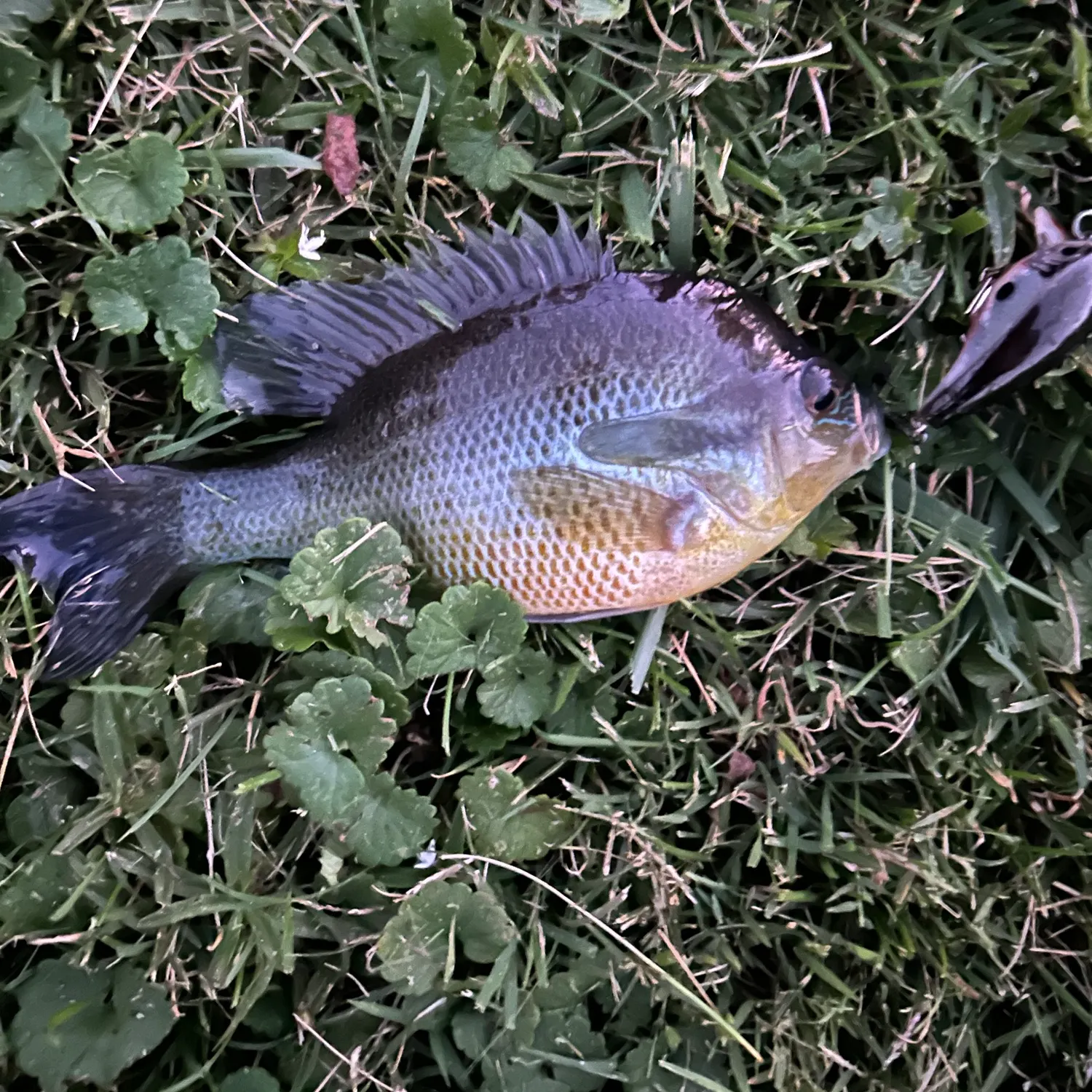 Redbreast sunfish caught on Fishbrain