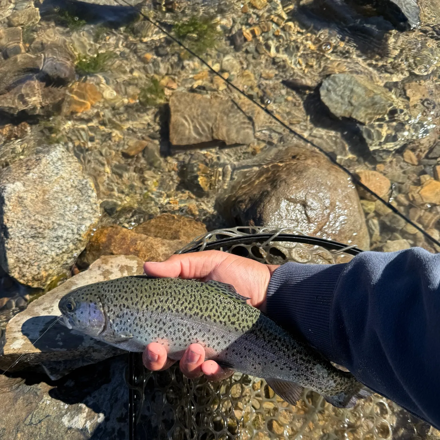 Rainbow trout caught on Fishbrain