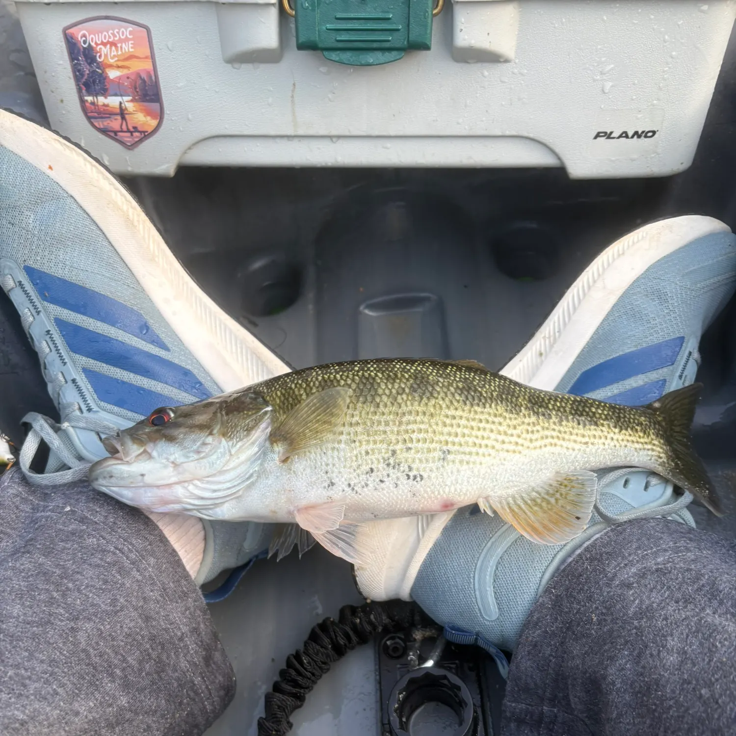 The most recent Redeye bass catches on Fishbrain