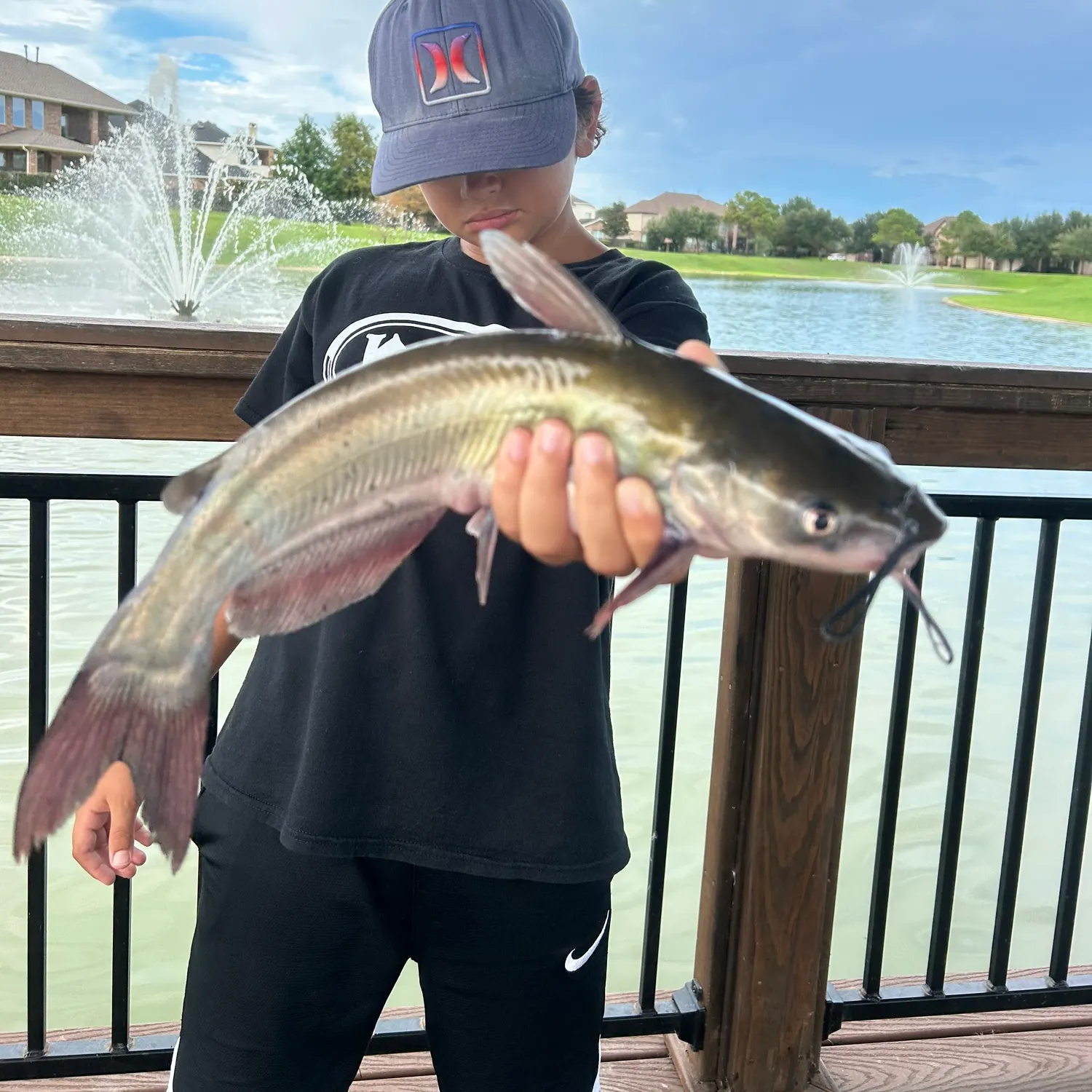 Channel catfish caught on Fishbrain