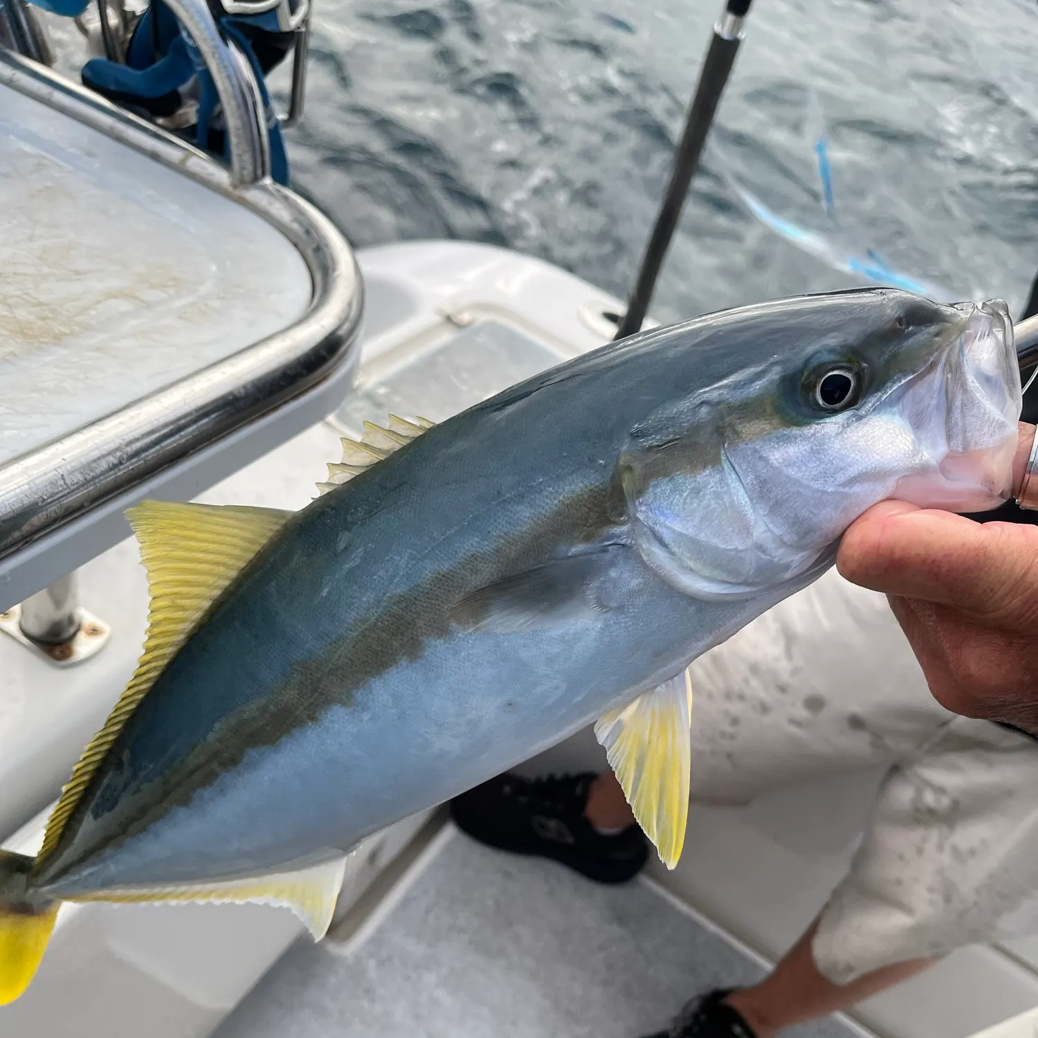 Southern yellowtail amberjack caught on Fishbrain