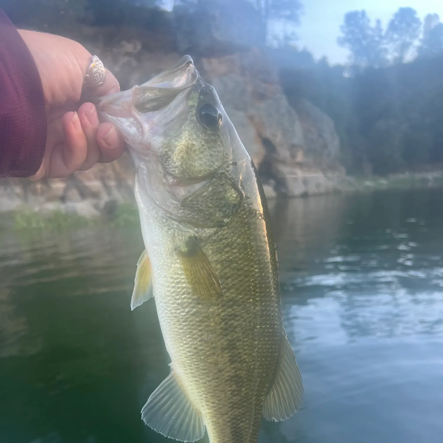 Largemouth bass caught on Fishbrain