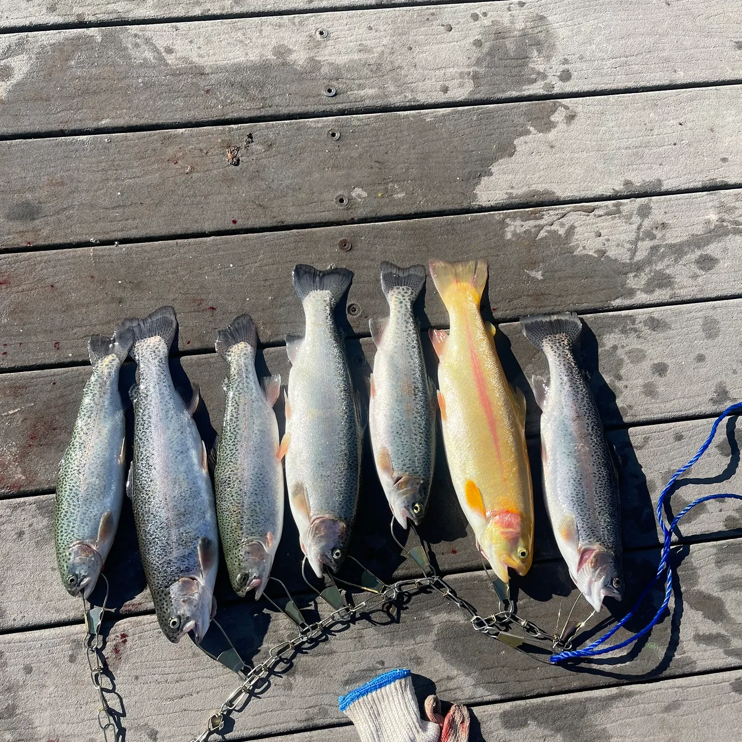 recently logged catches