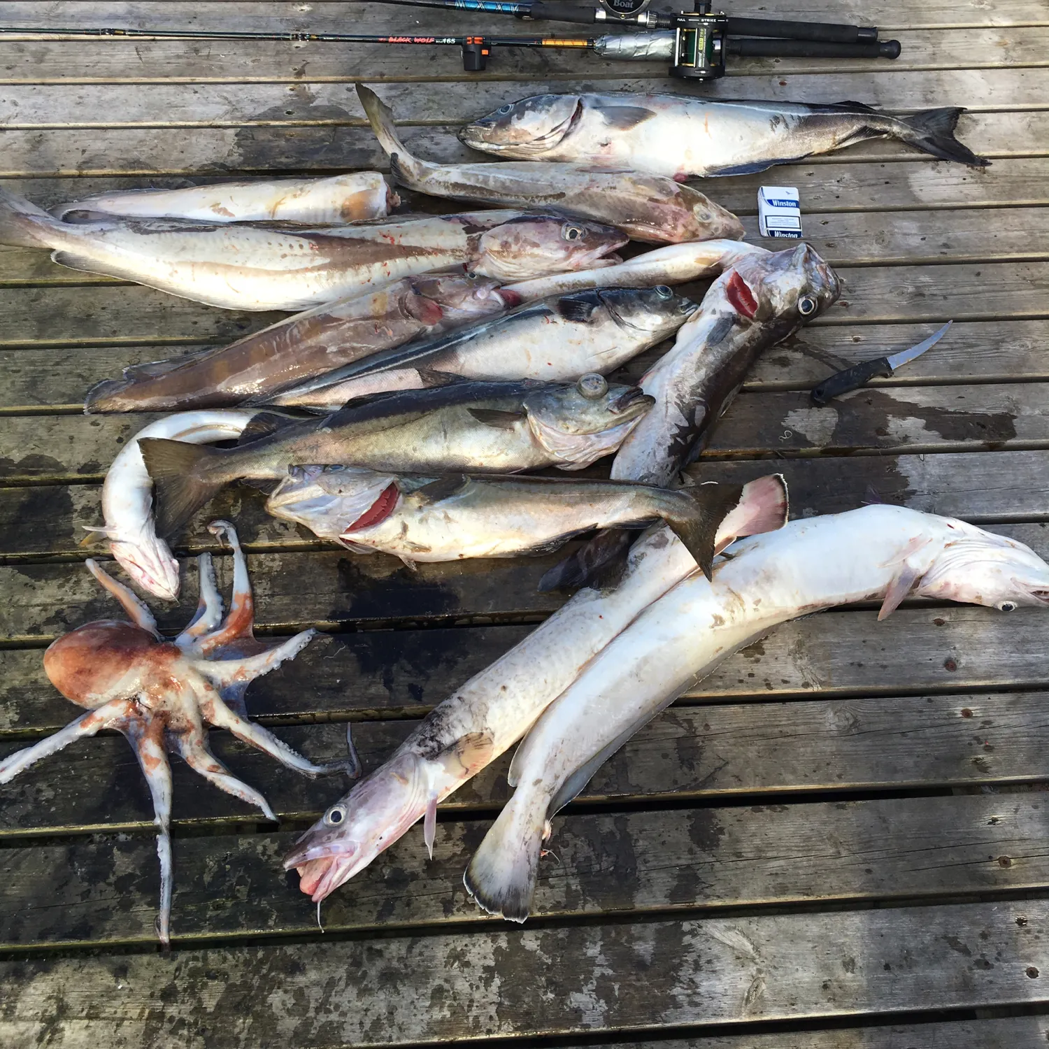 recently logged catches