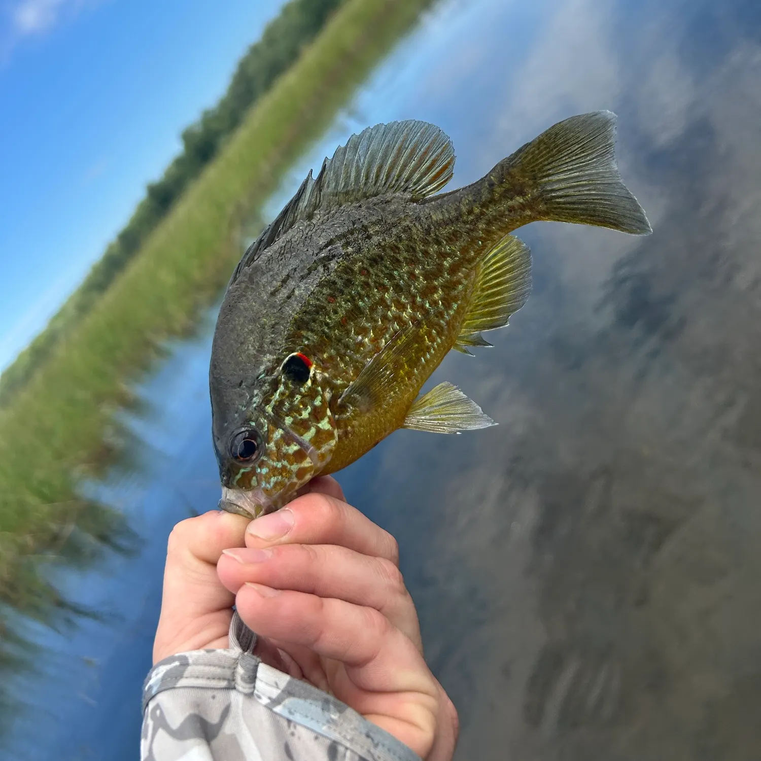 Pumpkinseed caught on Fishbrain