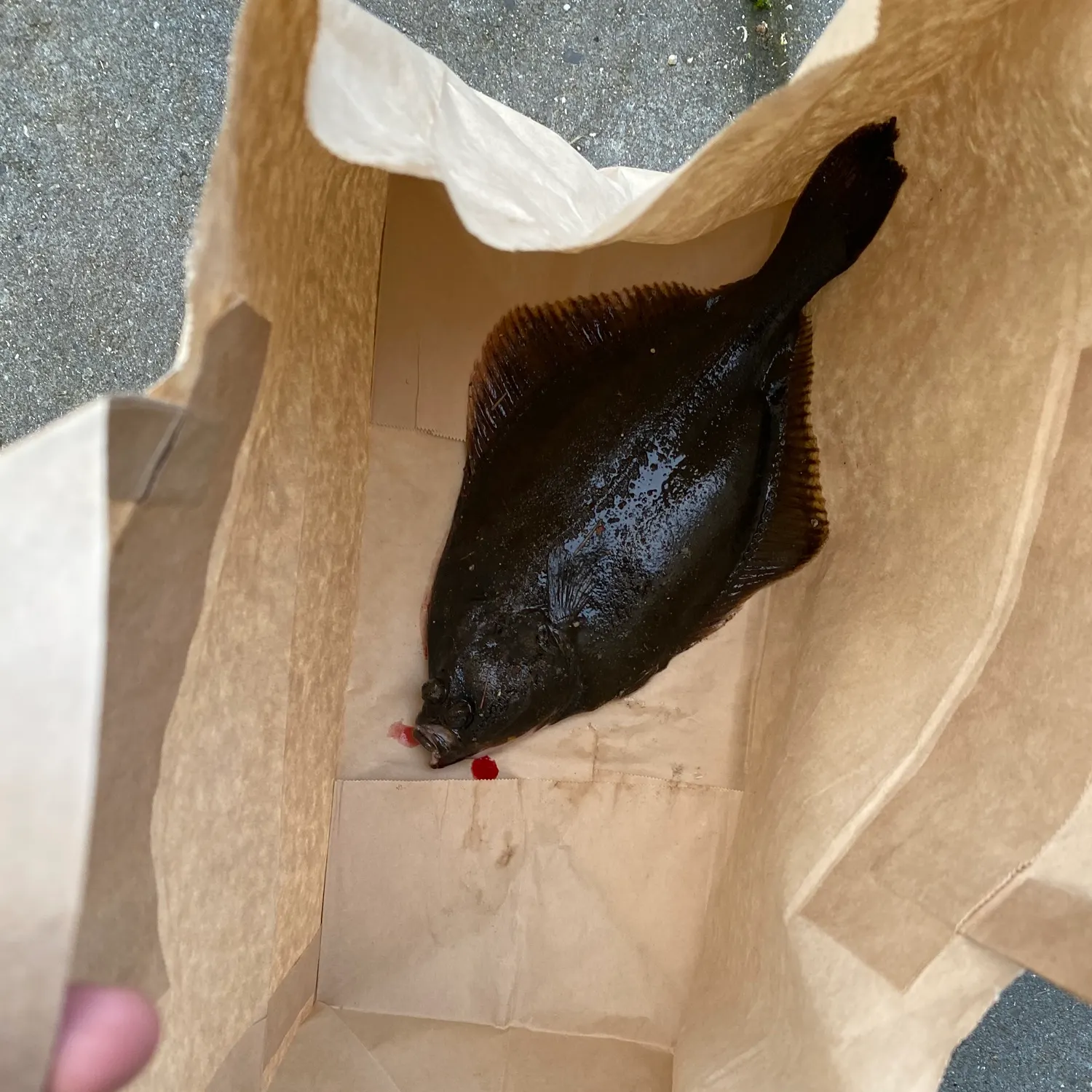 The most recent European flounder catches on Fishbrain