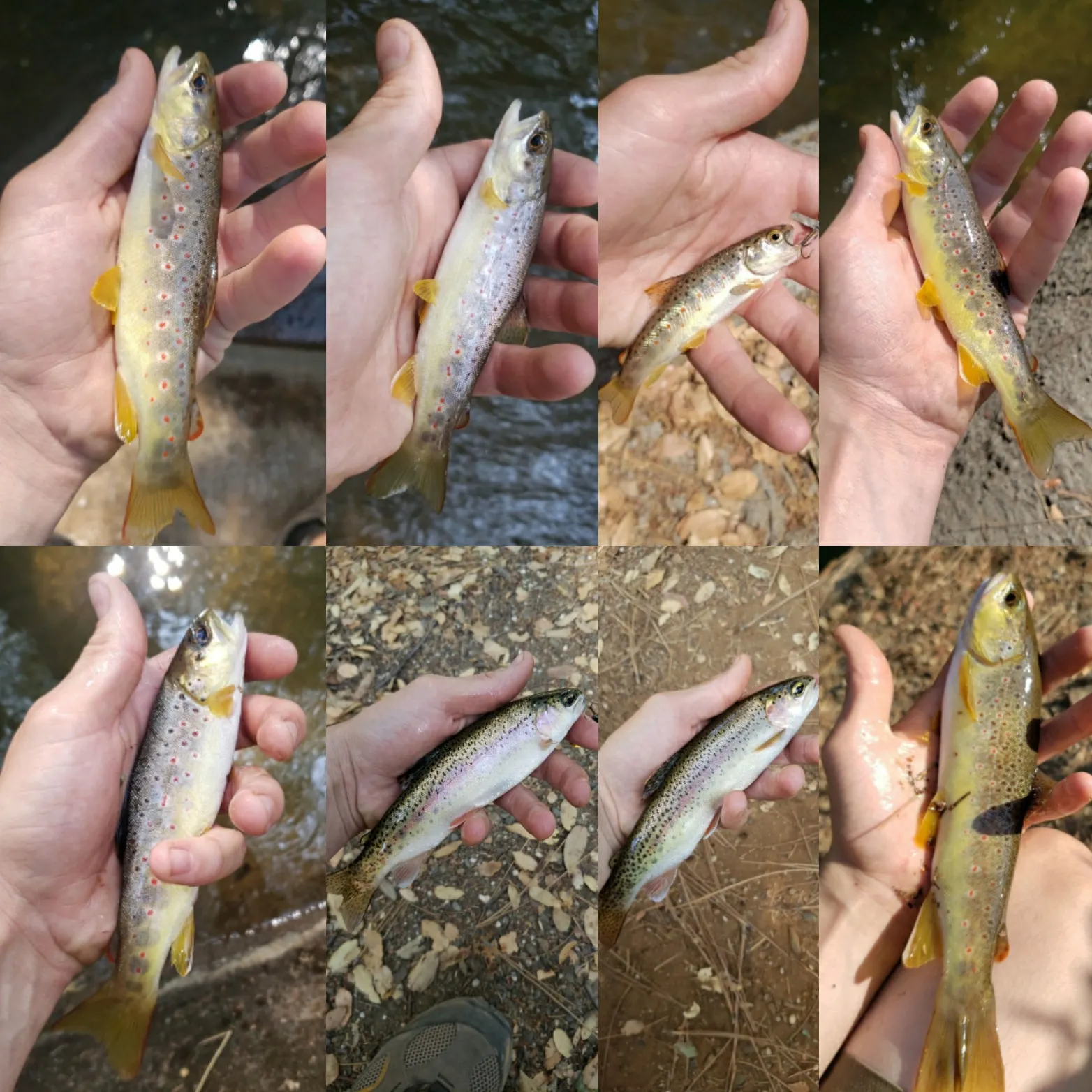 recently logged catches