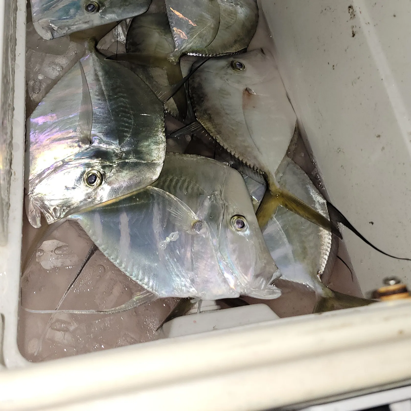 The most recent Lookdown catches on Fishbrain