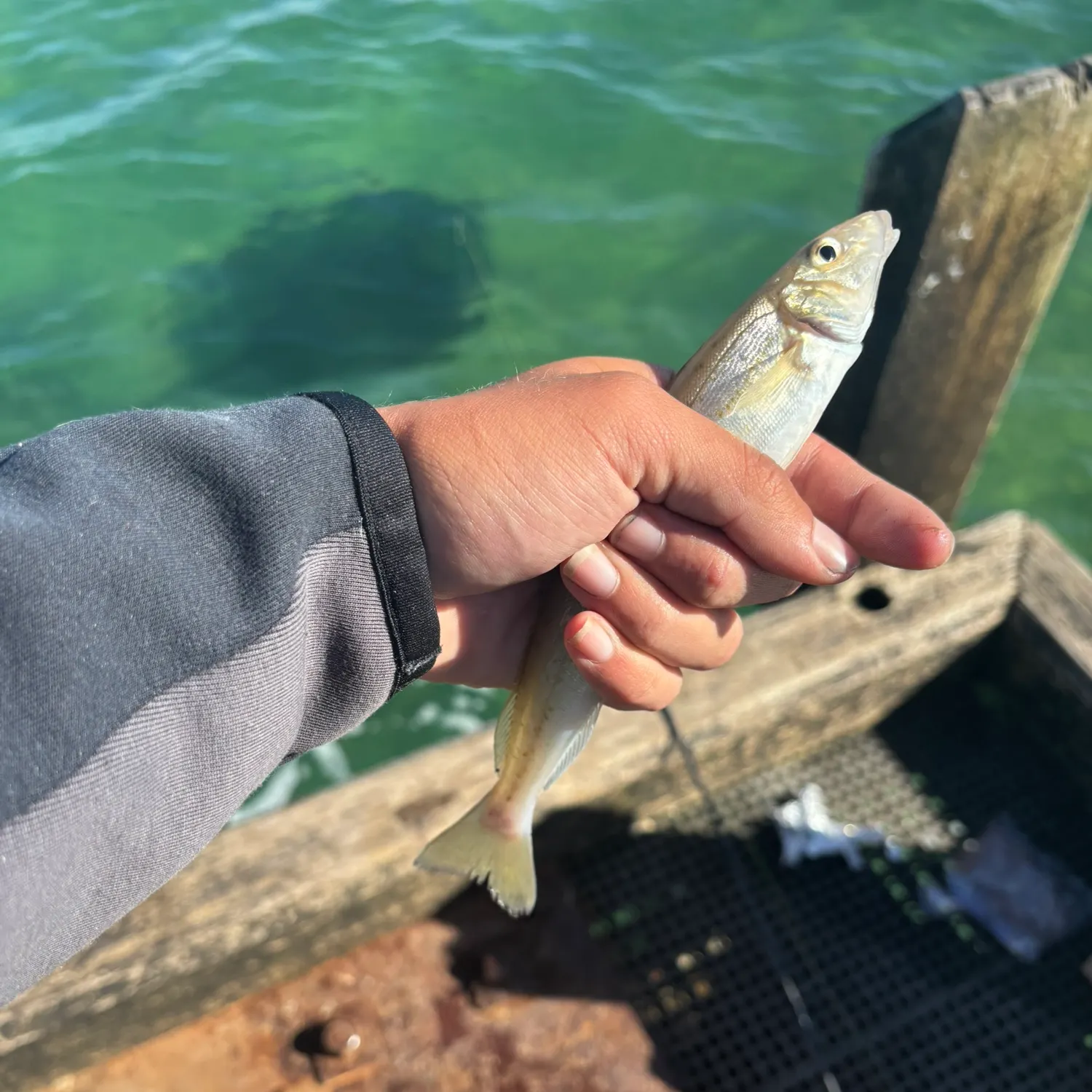 The most recent Yellowfin sillago catches on Fishbrain