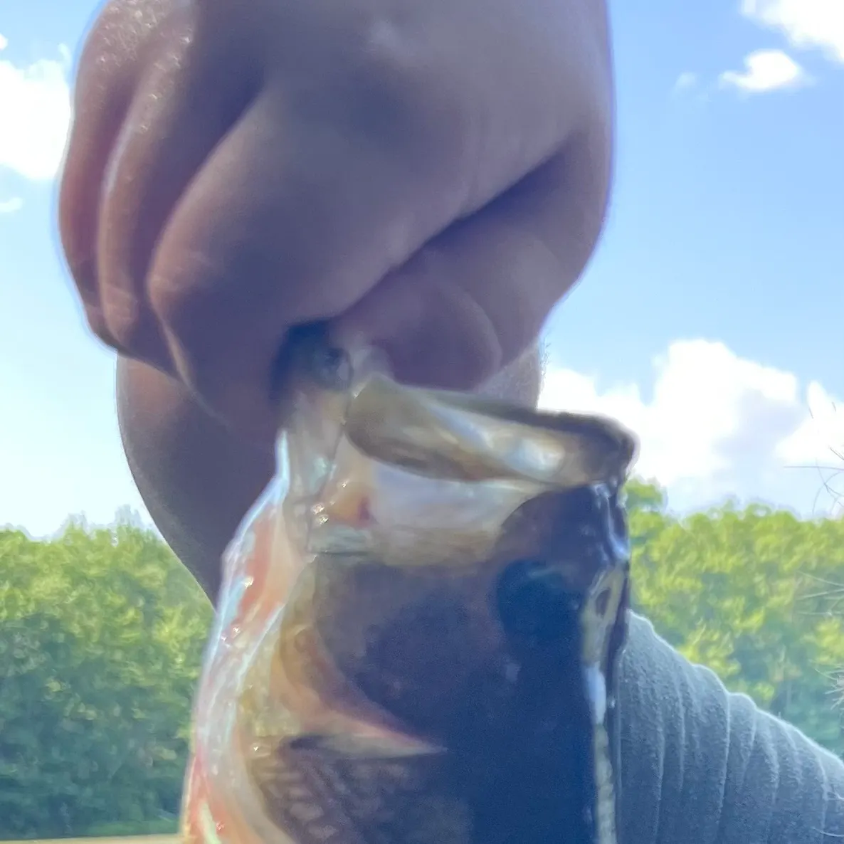 Common rudd caught on Fishbrain
