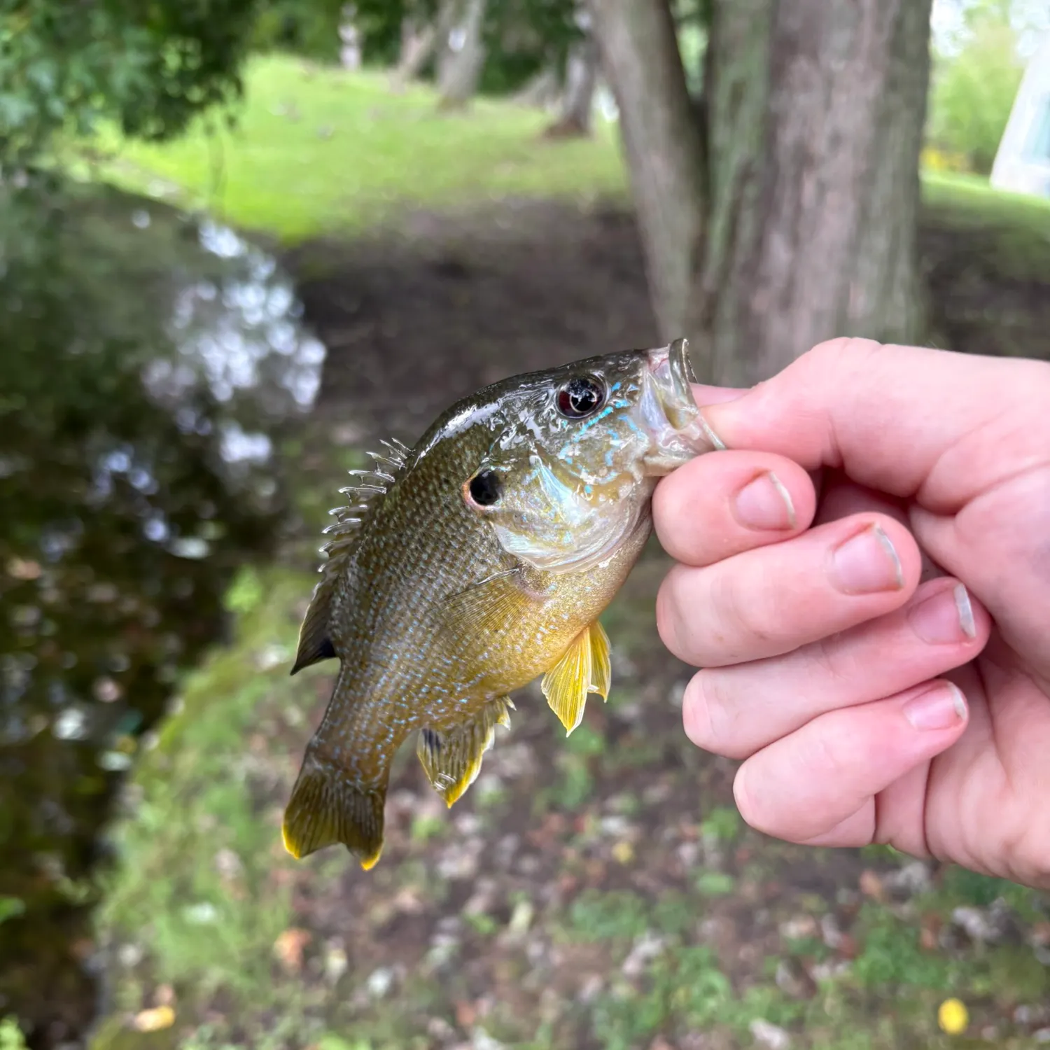 Green sunfish caught on Fishbrain
