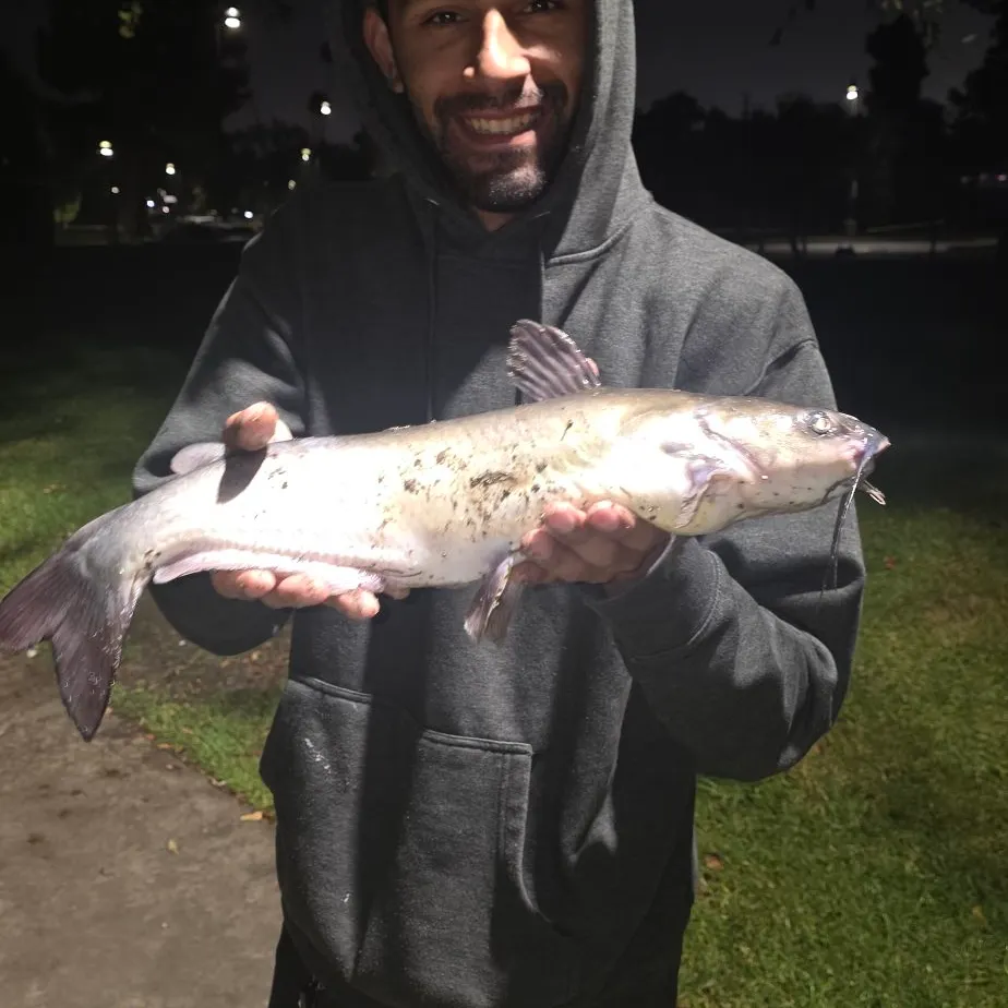 Channel catfish caught on Fishbrain