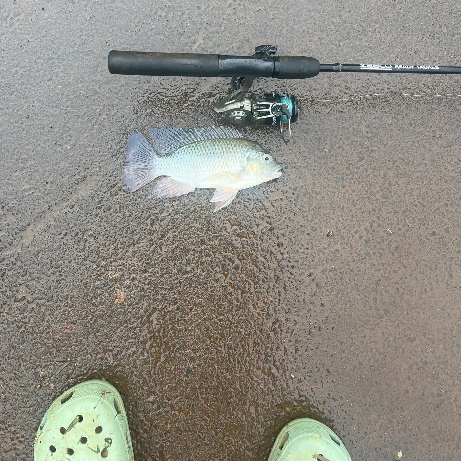 The most recent Redbreast tilapia catches on Fishbrain