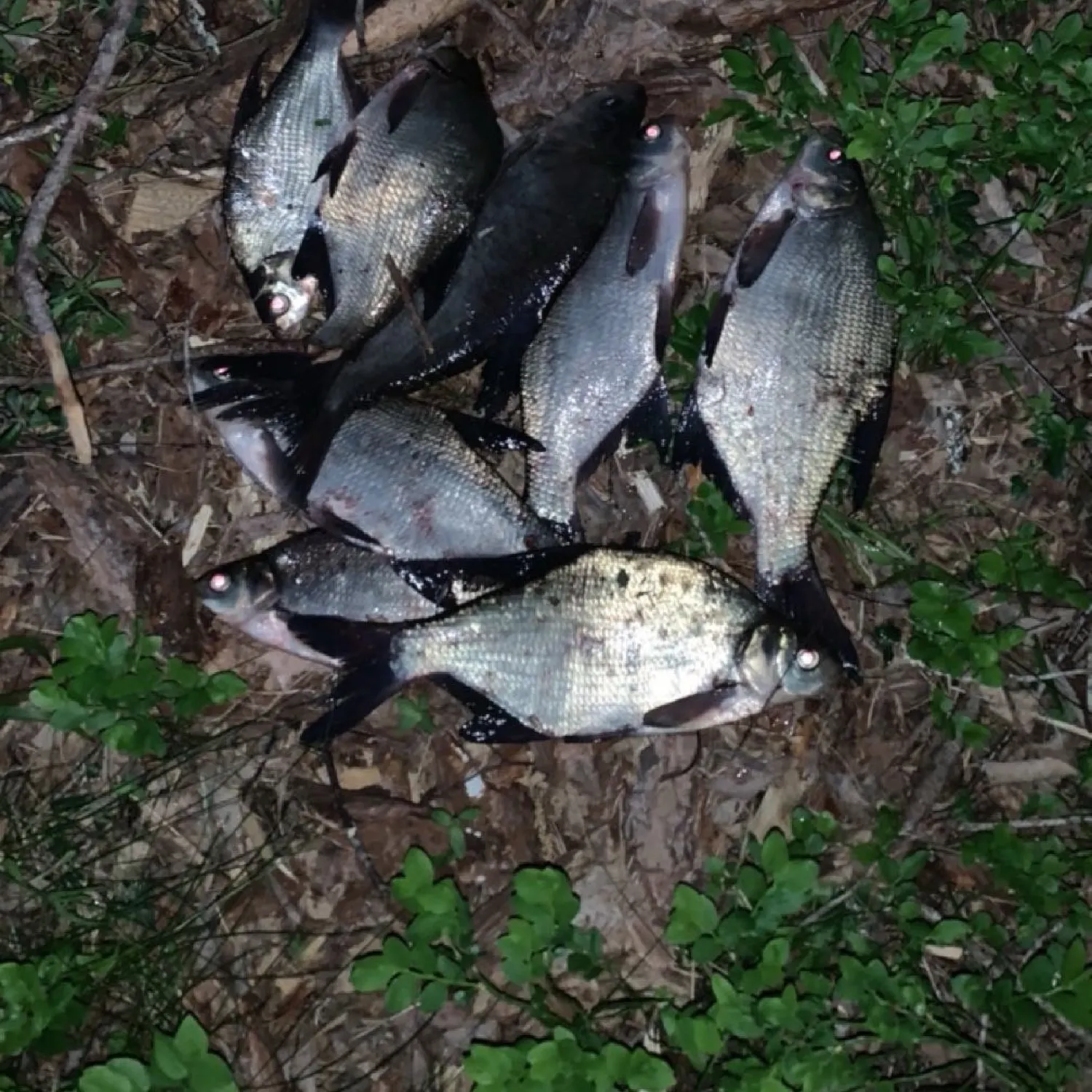 recently logged catches